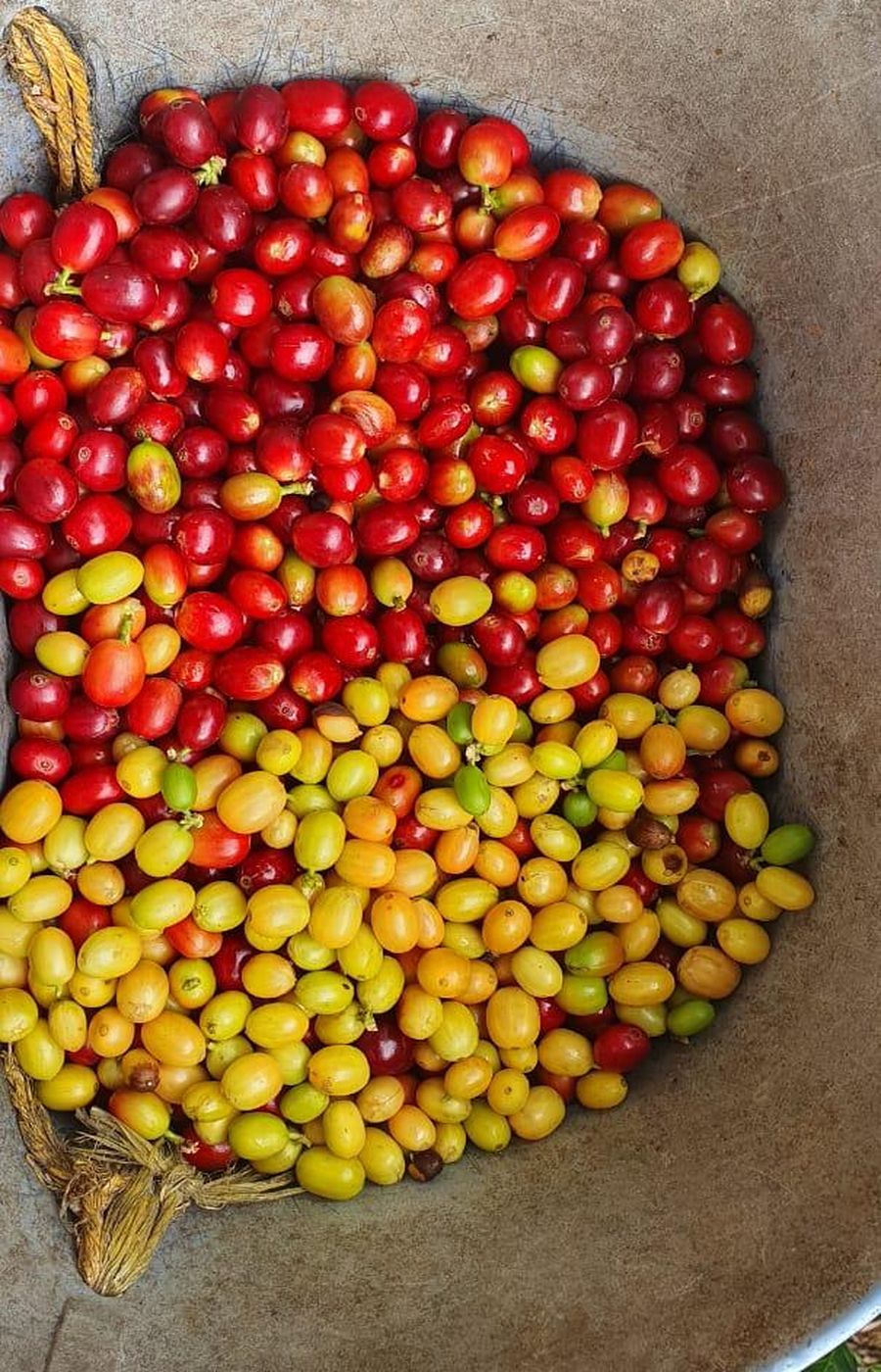 Cerezas de café rojas y amarillas recién cosechadas en una vasija
