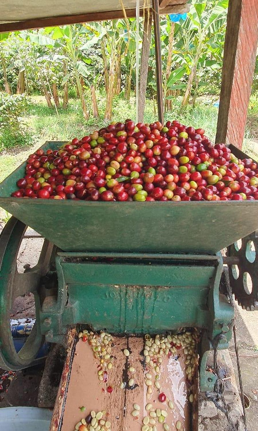 Cerezas de café entrando a una despulpadora