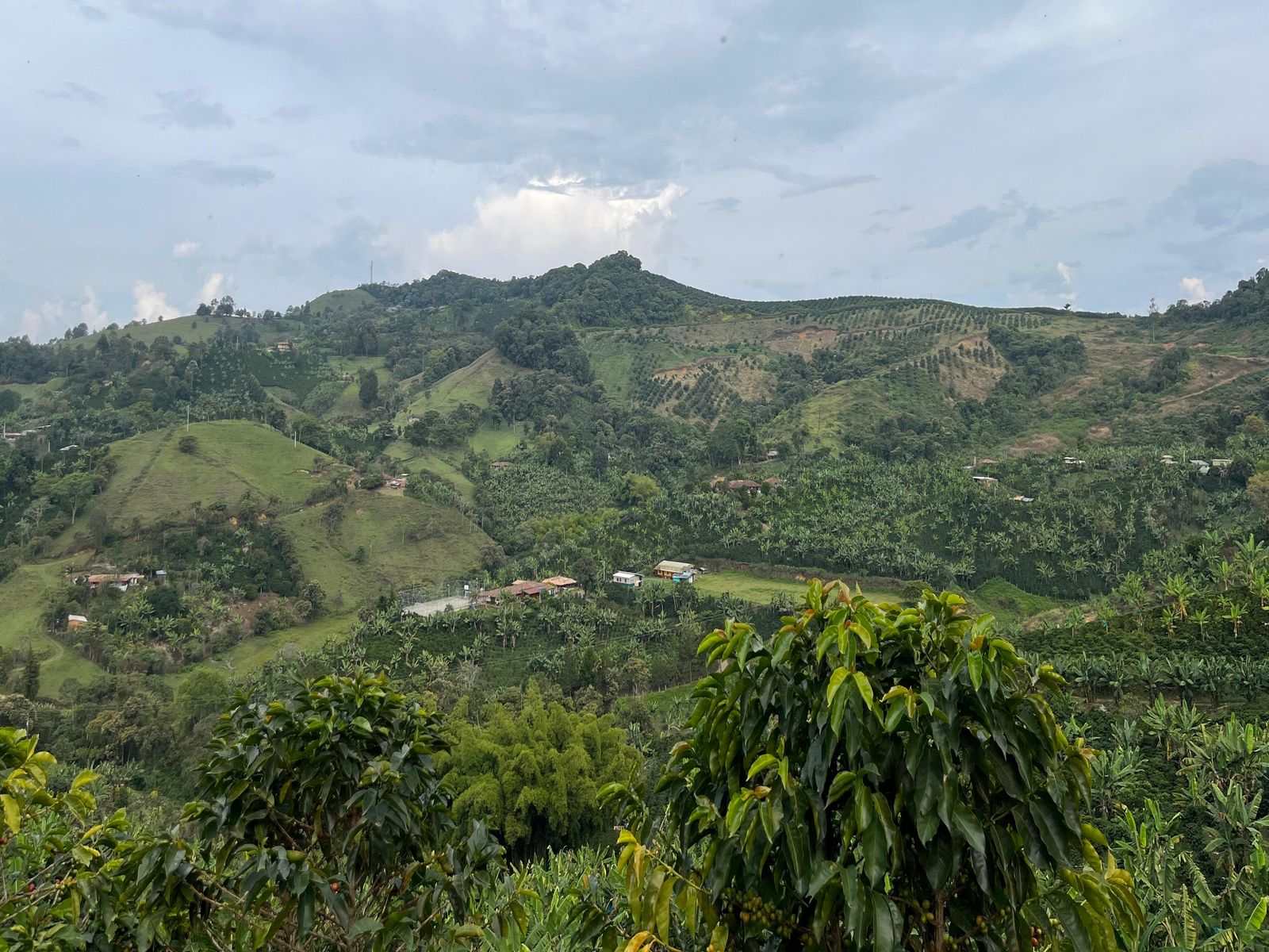 Fincas cafeteras en ladera con casas entre los cultivos