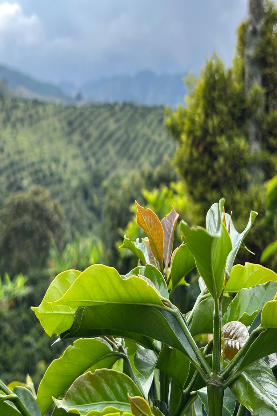 Hojas nuevas de un cafeto con cafetales al fondo