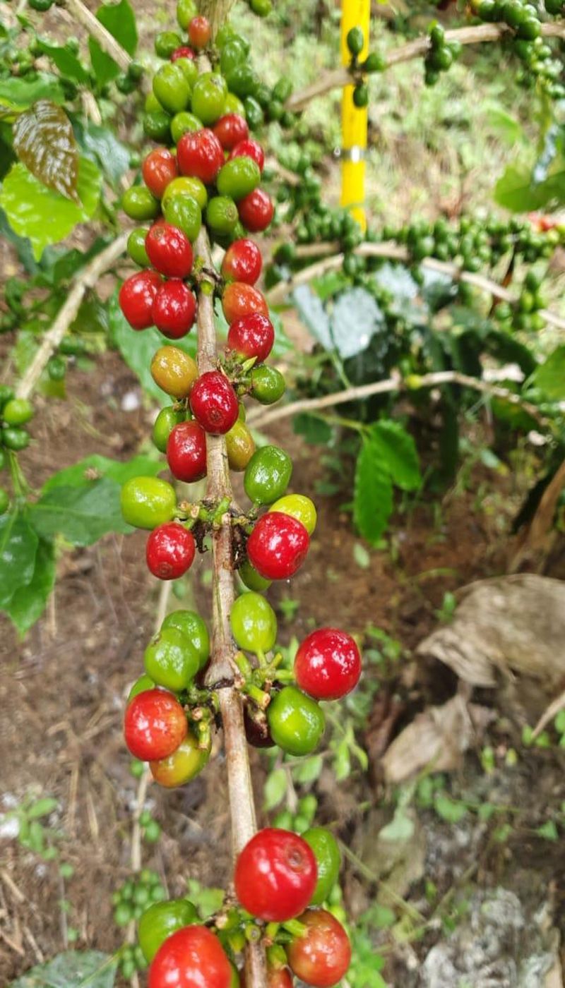 Cerezas de café madurando en la rama