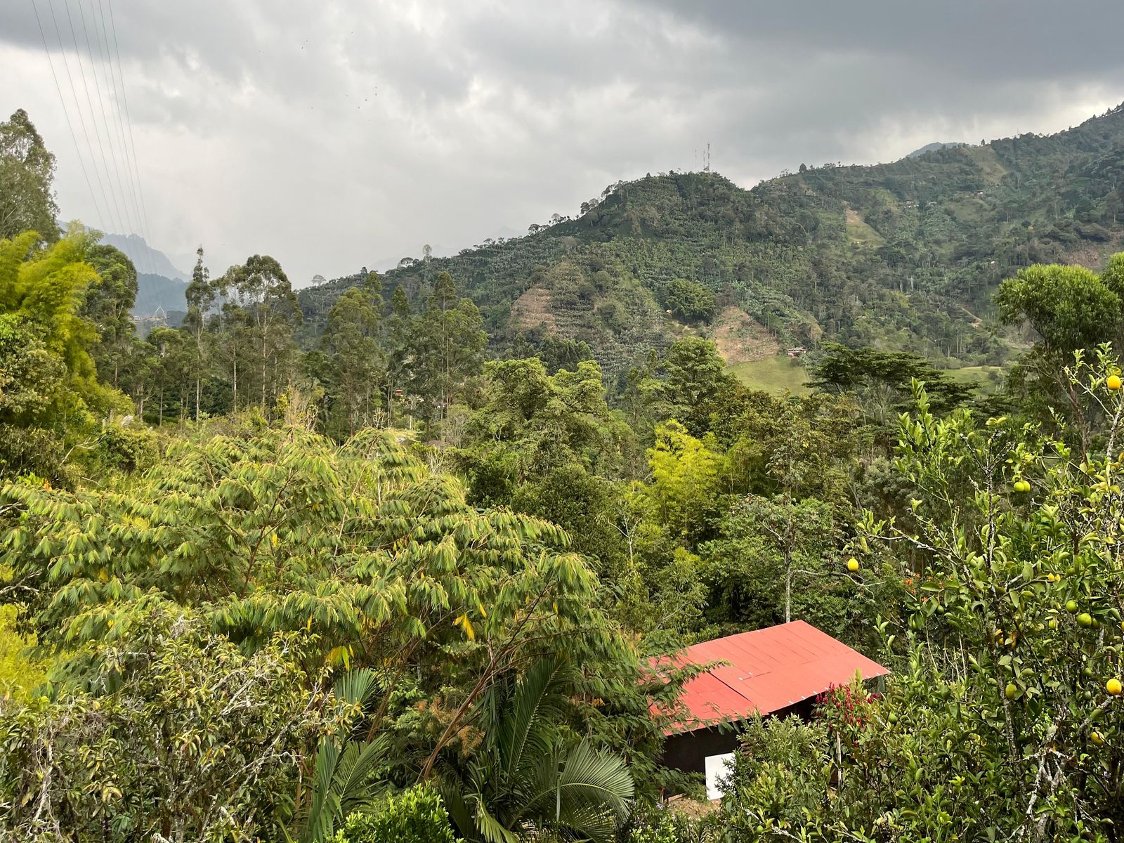 Cafetales y bosque en una vereda de Antioquia